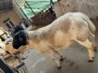Қошқар, Dorper sheep — 3-сурет
