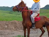 घोड़ा, Anglo-Arabian — फ़ोटो 3