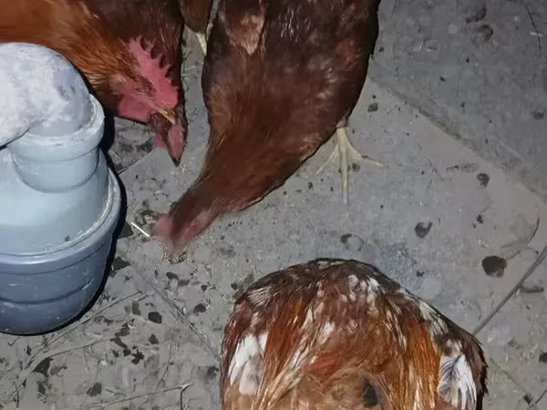 Chickens — Armenia