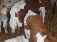 Bulle, Simmental cattle — Foto 2