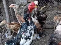 Chickens — الصورة 2