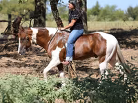 घोड़ा, American paint horse — फ़ोटो 3