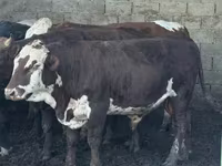 Bulle, Simmental cattle — Foto 3