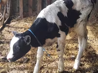 公牛, Russian Black pied cattle — 照片 3