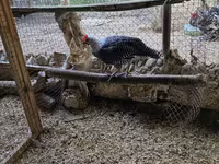 Chickens — photo 1