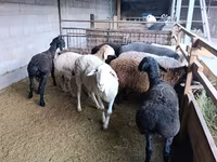 Қой, Rhon sheep — 3-сурет