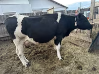 Cow, Holstein breed — photo 1