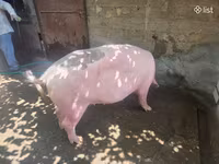 خنزيرة, الخنازير — الصورة 5