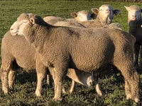 كبش, Ile-de-France sheep — الصورة 1