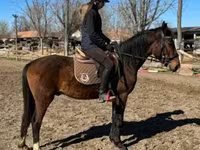 Horse (M), Hungarian horse breed — photo 2
