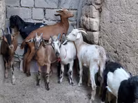 Ешкі, Alpine goat — 3-сурет