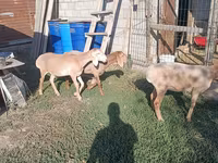Sheep, Arashan sheep — photo 6
