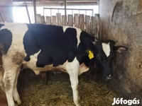 Bull, Holstein breed — photo 1