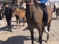 Էգ ձի, Friesian sport horse — լուսանկար 5