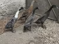 Үнді жүгіргіш — 4-сурет