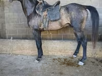 公马, Arabian horse — 照片 2