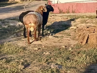 Қошқар, Tian-Shan semifinewool sheep — 3-сурет