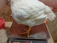 Chickens — 2-сурет