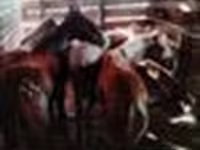 Caballos (lote, sexo no especificado), Caballos — foto 2