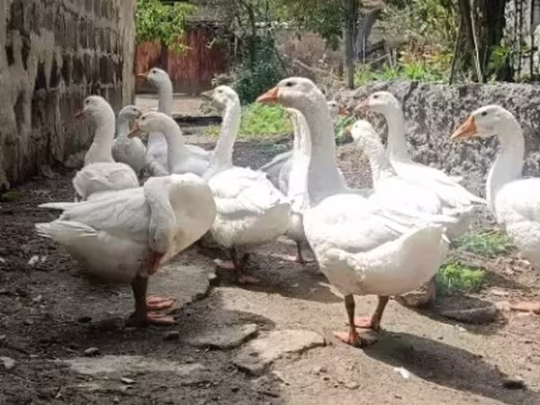 Geese — Armenia