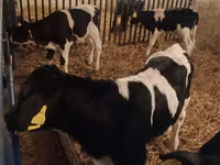 Ցուլ, Russian Black pied cattle — լուսանկար 1
