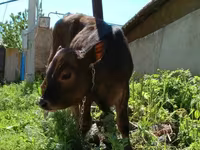 Bull, Cattle — photo 1