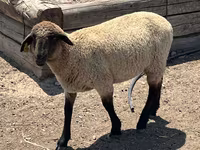 Ram, Hampshire sheep — photo 2