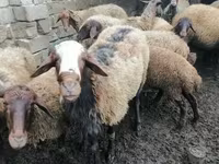 Ram, Sheep — photo 1