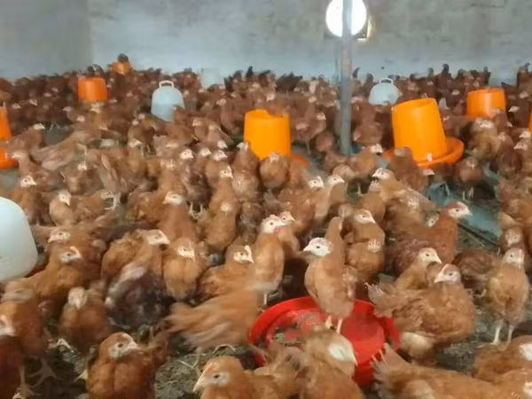 Chickens — Հայաստան