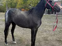 Ձի, Orlov Trotter — լուսանկար 2