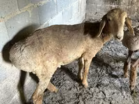 Ovelha, Katum sheep — foto 3