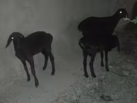 Ոչխար, Karakul sheep — լուսանկար 1