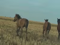 Cavalo, Bashkir horse — foto 8
