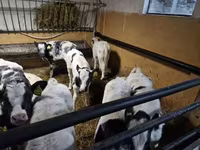 Cattle (batch, sex not specified), Russian Black pied cattle — photo 1