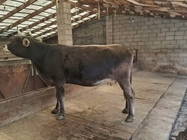 Cow, Swiss cattle