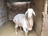 मेढ़ा, Arashan sheep — फ़ोटो 4