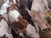 أبقار (دفعة، الجنس غير محدد), Simmental cattle — الصورة 3