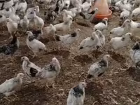 Chickens — photo 4