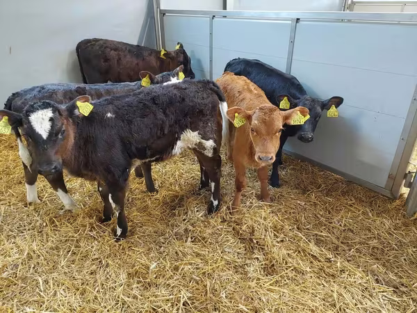 Կով, Simmental cattle