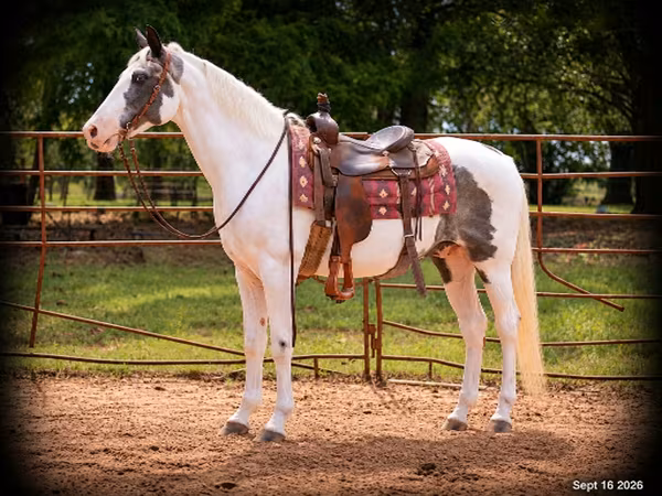 Hengst, National Show Horse