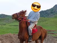 घोड़ा, Anglo-Arabian — फ़ोटो 5