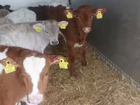 Ցուլ, Simmental cattle — լուսանկար 3