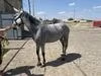 Бие, Orlov Trotter — 5-сурет