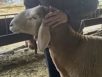 公羊, Hissar sheep — 照片 4