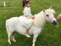 فرس, Miniature horse — الصورة 7