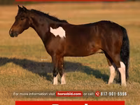 Caballo, Pinto horses — foto 1