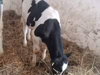 Կով, Russian Black pied cattle — լուսանկար 5