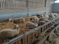 Ոչխար, Rouge de l’Ouest sheep — լուսանկար 2
