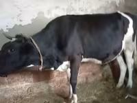 गाय, Russian Black pied cattle — फ़ोटो 7