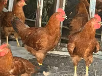 Chickens — Foto 1